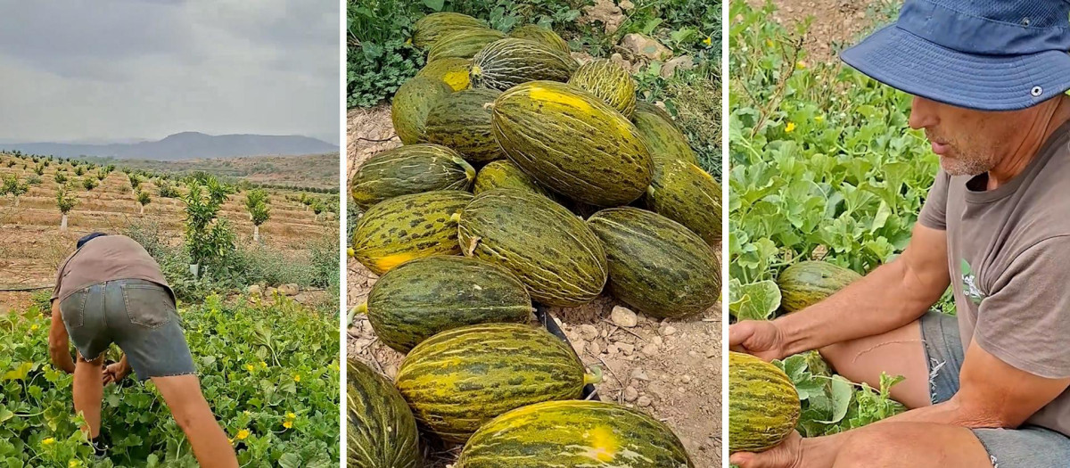 Truco para para evitar que los jabalíes se coman sus melones