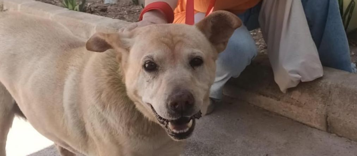 Kali, abandonada en un aparcamiento de Ibiza, vive ahora con su nueva familia.