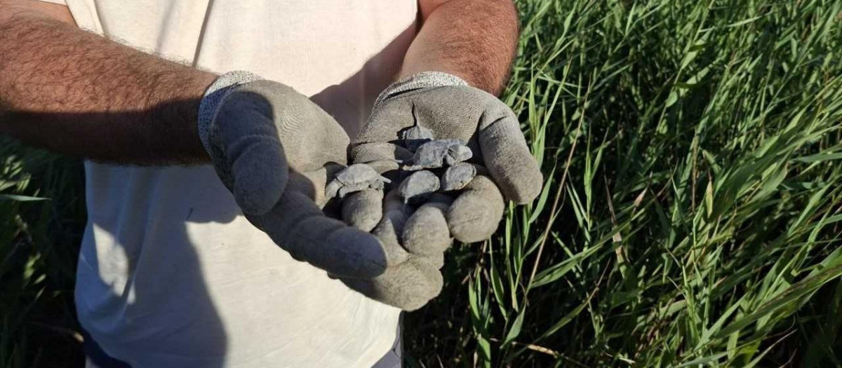 Nuevos ejemplares de tortuga d'estany nacidos en el Marjal dels Moros en Valencia