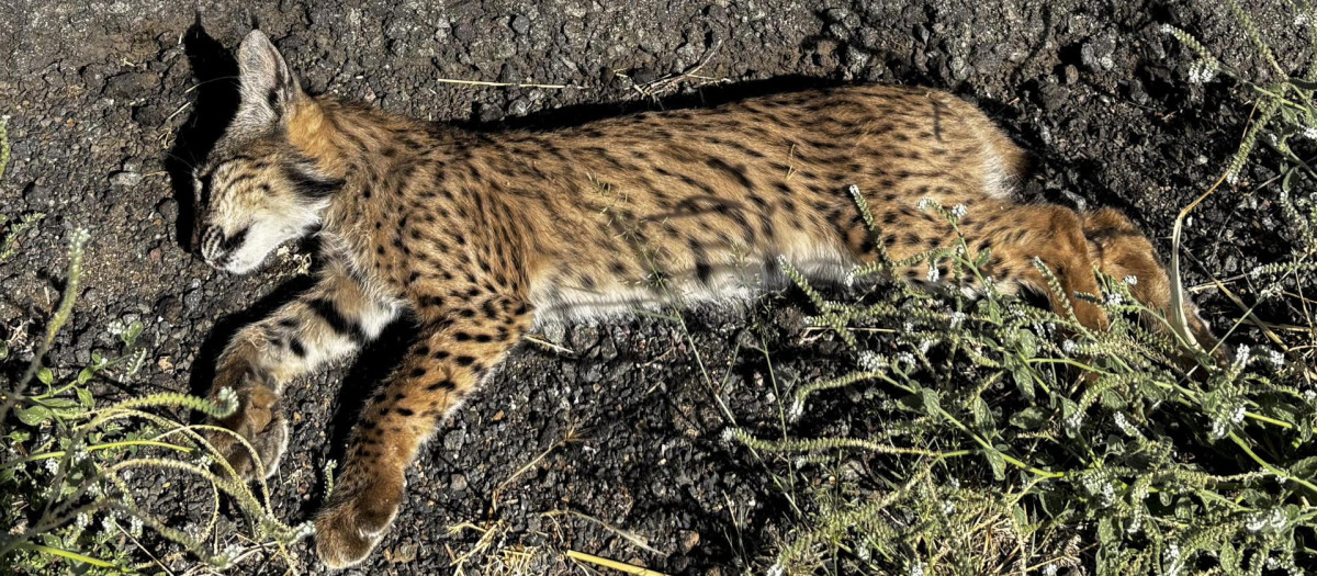 n cachorro de lince ibérico (Lynx pardina) ha muerto atropellado en la carretera CM-4115, que conecta las localidades ciudadrealeñas de Caracuel, Villamayor de Calatrava y Almodóvar del Campo, en el entorno de la microreserva de la laguna de Caracuel, incluida en el Lugar de Importancia Comunitaria (LIC) "Lagunas Volcánicas del Campo de Calatrava", integrado en la Red Natura 2000. EFE/Jesús Monroy