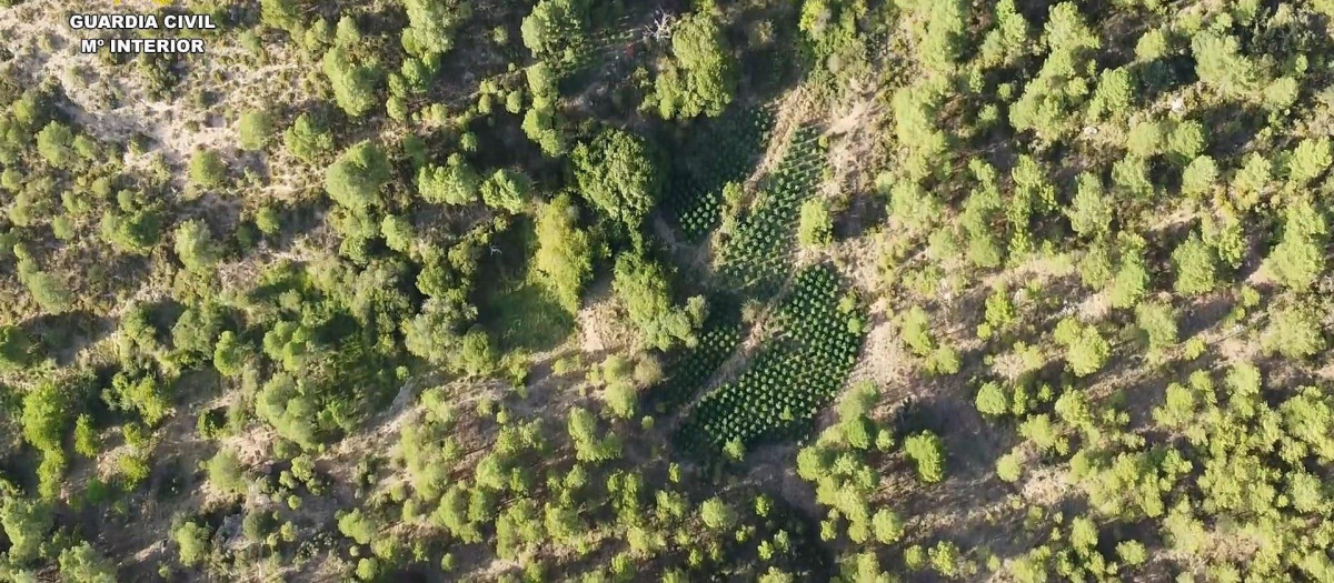 Plantación de marihuana.

REMITIDA / HANDOUT por GUARDIA CIVIL
Fotografía remitida a medios de comunicación exclusivamente para ilustrar la noticia a la que hace referencia la imagen, y citando la procedencia de la imagen en la firma
08/9/2026