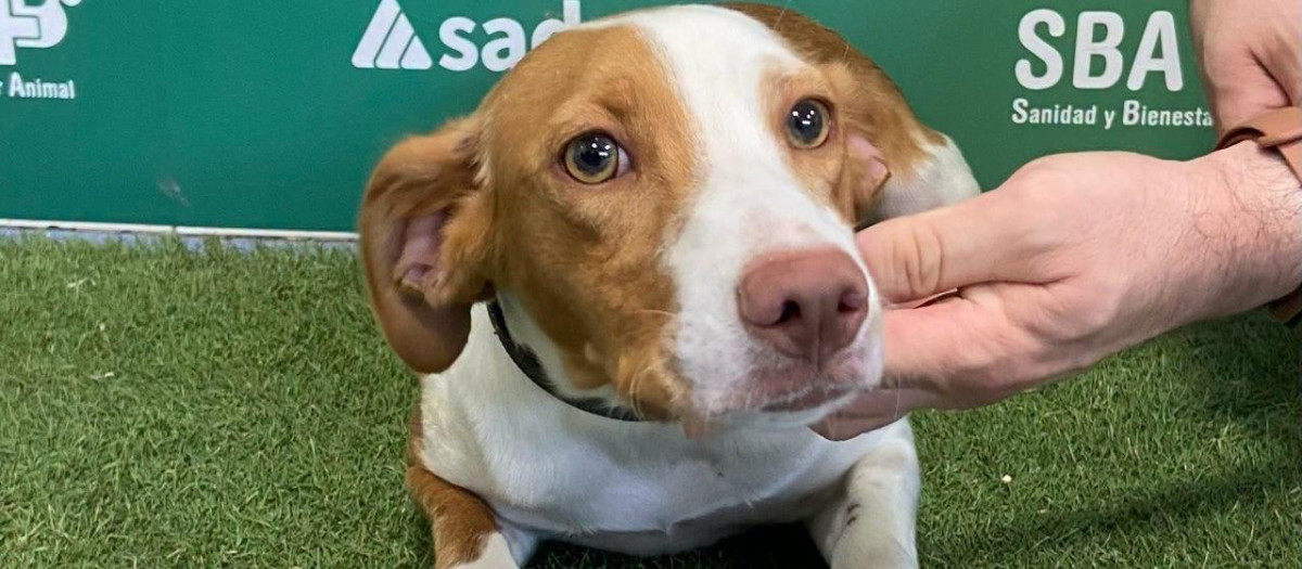 Un perro acogido por Sadeco
