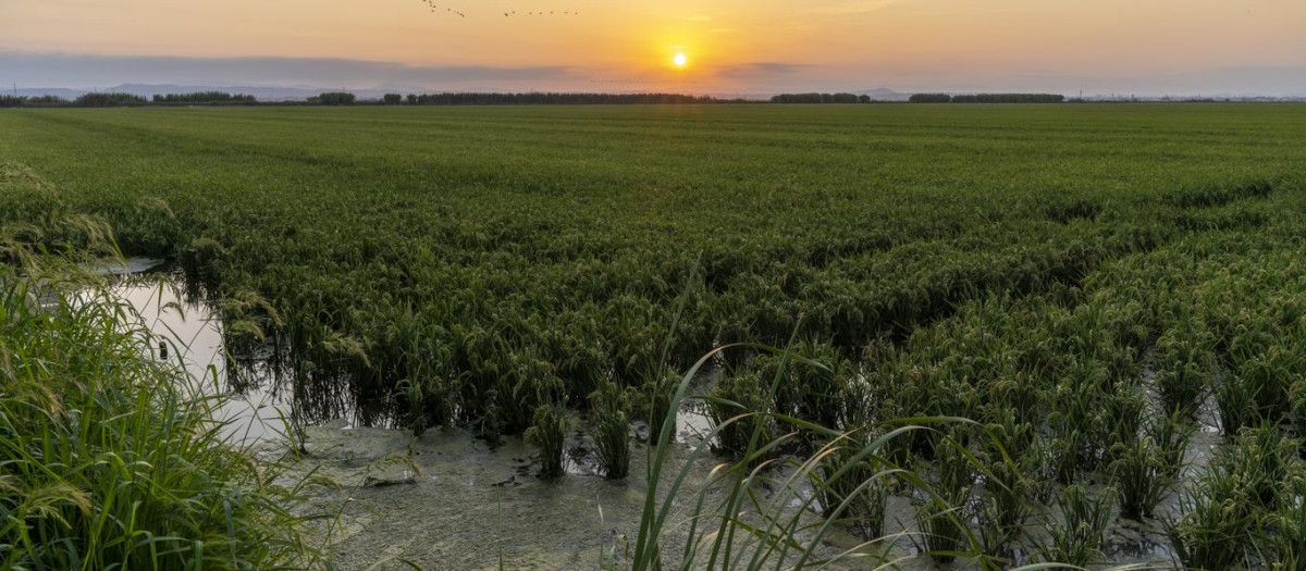 Puesta de sol en un campo de arroz en La Albufera (Comunidad Valenciana)