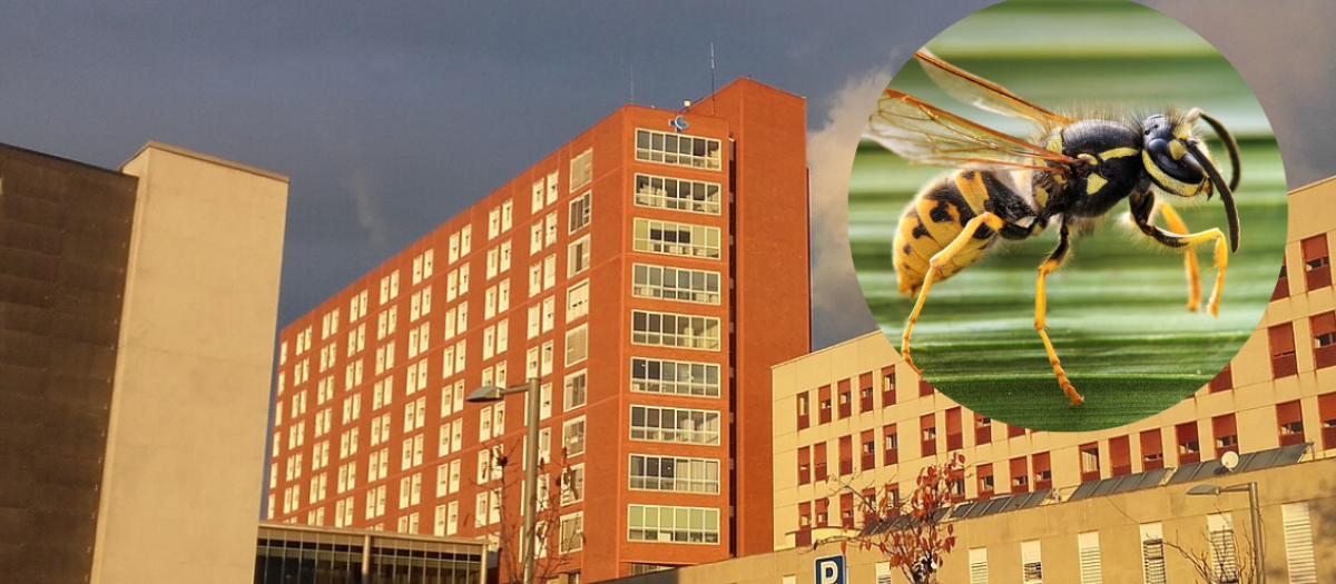 El hospital de Palencia y una avispa