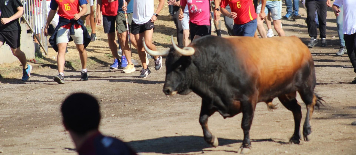 'Campanito' protagoniza un Toro de la Vega rápido y sin incidentes ante unos 25.000 asistentes