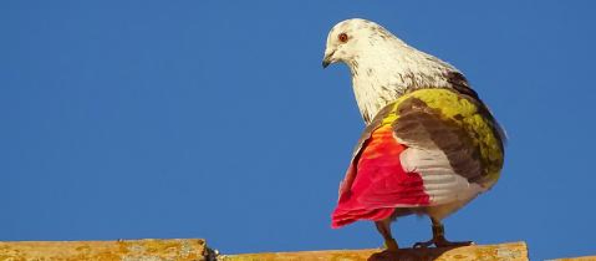 Paloma deportiva en libertad