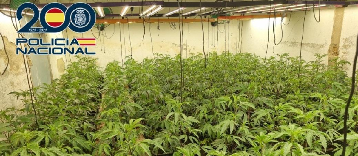 Plantación de marihuana hallada en un hotel abandonado de Granada