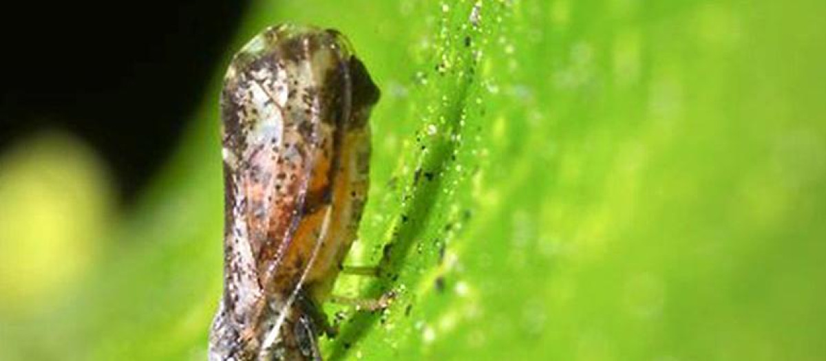 Los ejemplares adultos de D. citri son psílidos de pequeño tamaño (2-4 mm)
