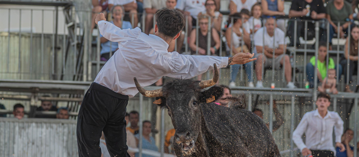 Imagen de un festejo de bous al carrer