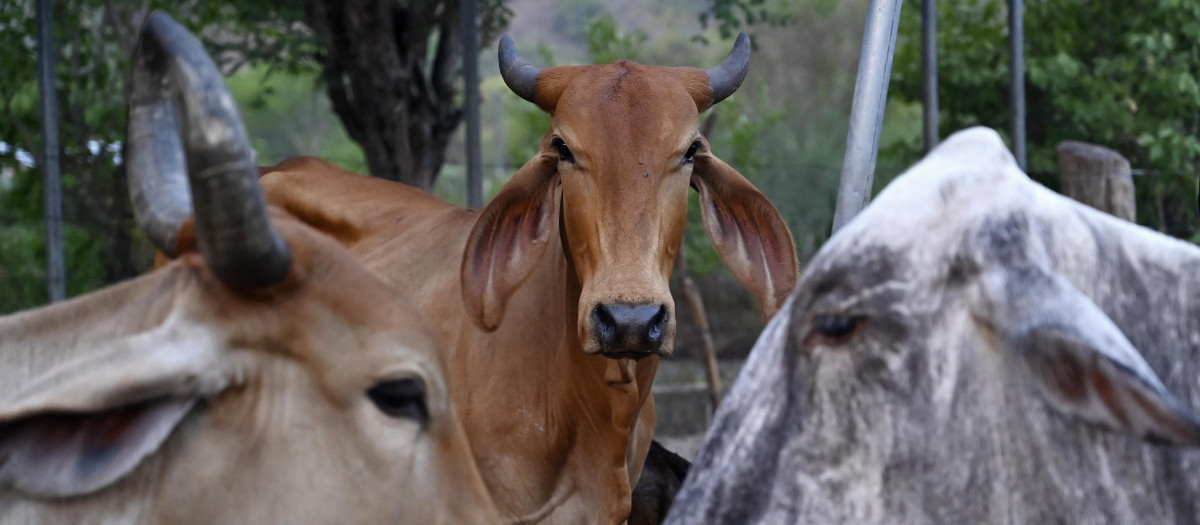 Se observan vacas en la aldea de Los Piches, en San Lorenzo