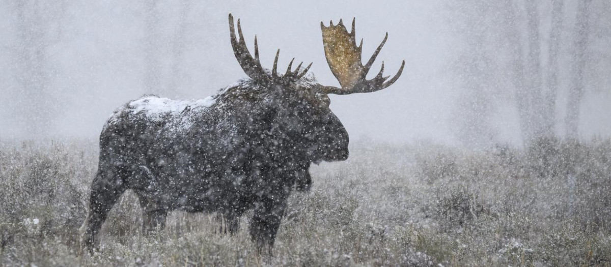 Alce macho bajo la nevada