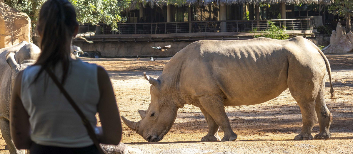 Imagen de la rinoceronte Ami en BIOPARC Valencia.