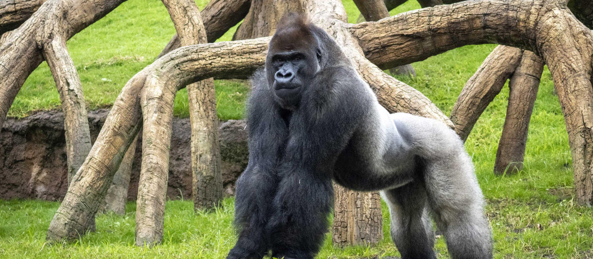 Un gorila occidental de llanura en la selva ecuatorial de BIOPARC Valencia