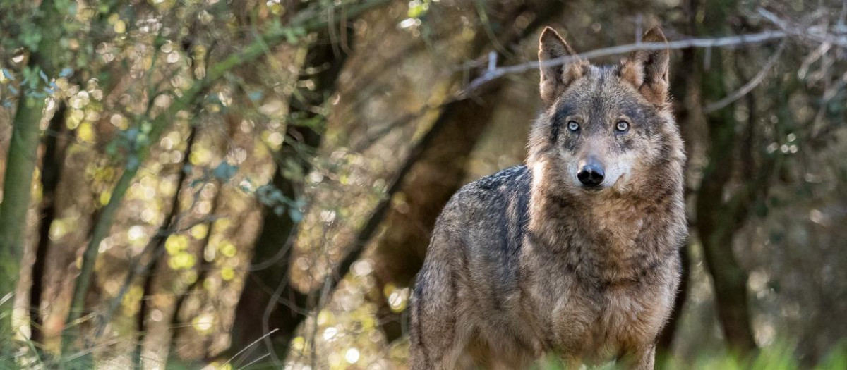 Lobo