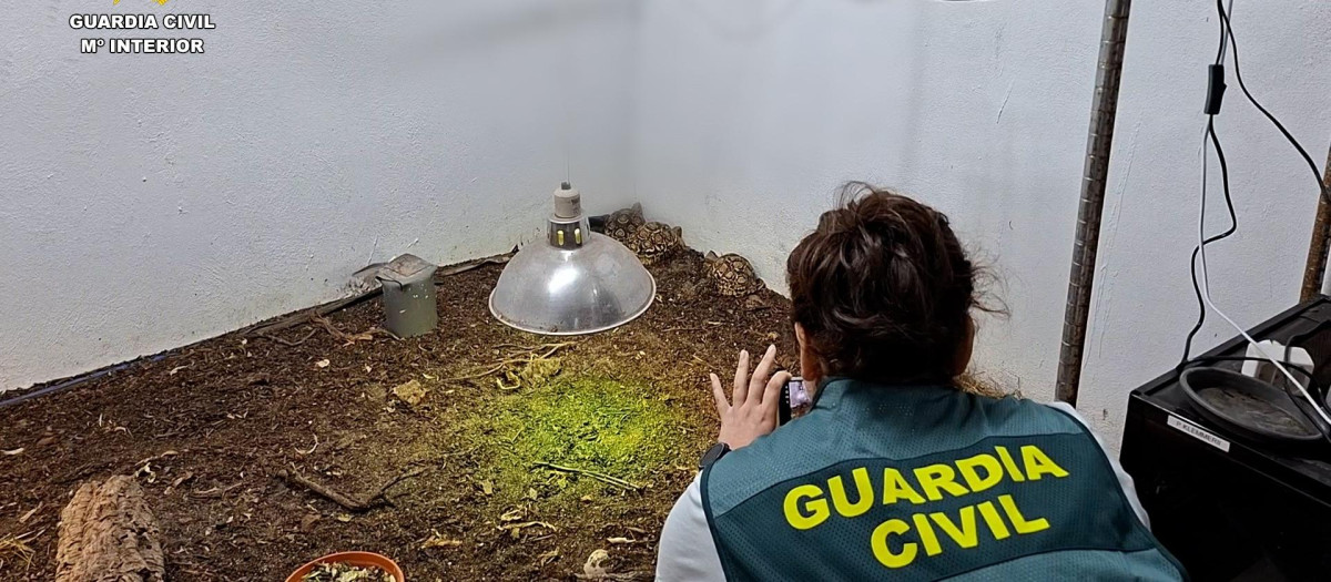 Reptiles intervenidos durante la operación en Valencia