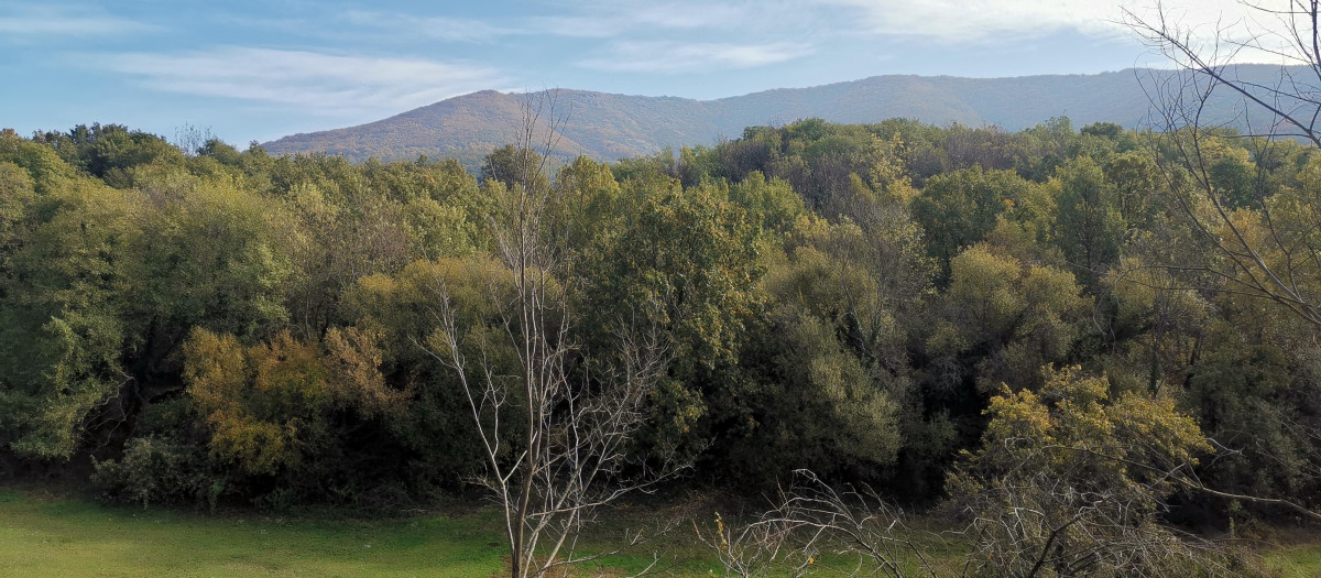 Árboles en el campo