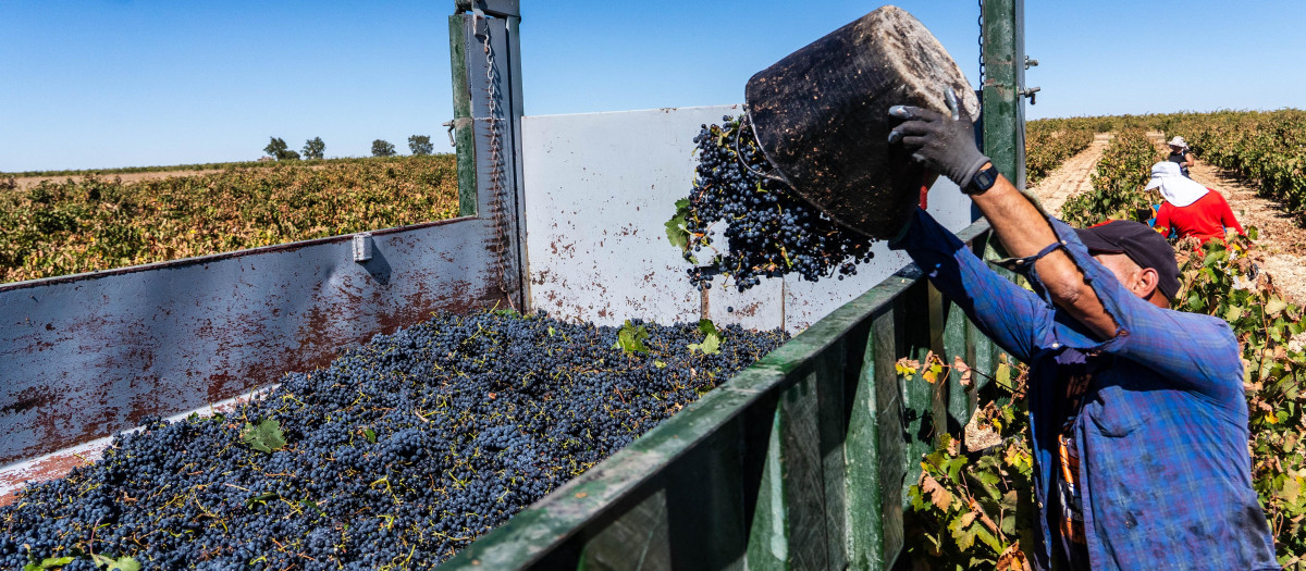 Vendimia en la Ribera de Duero