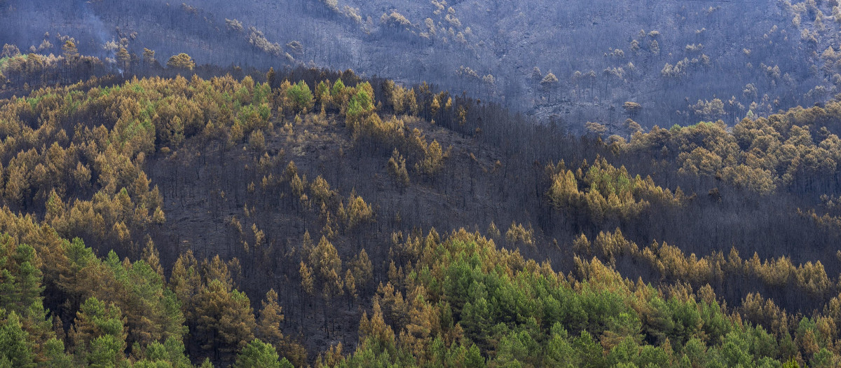 Bosque calcinado en la Sierra de Gata (Cáceres)