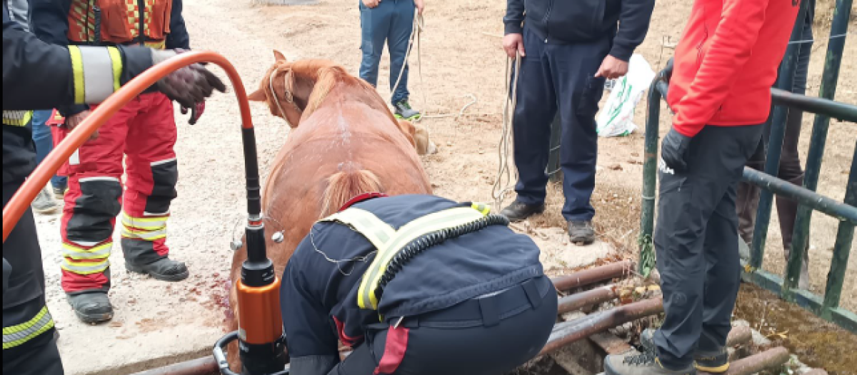 Rescate de un caballo en Madrid