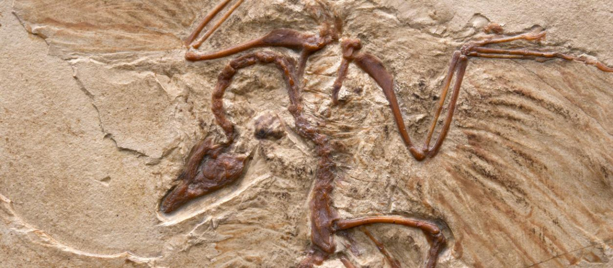 Fósil prehistórico