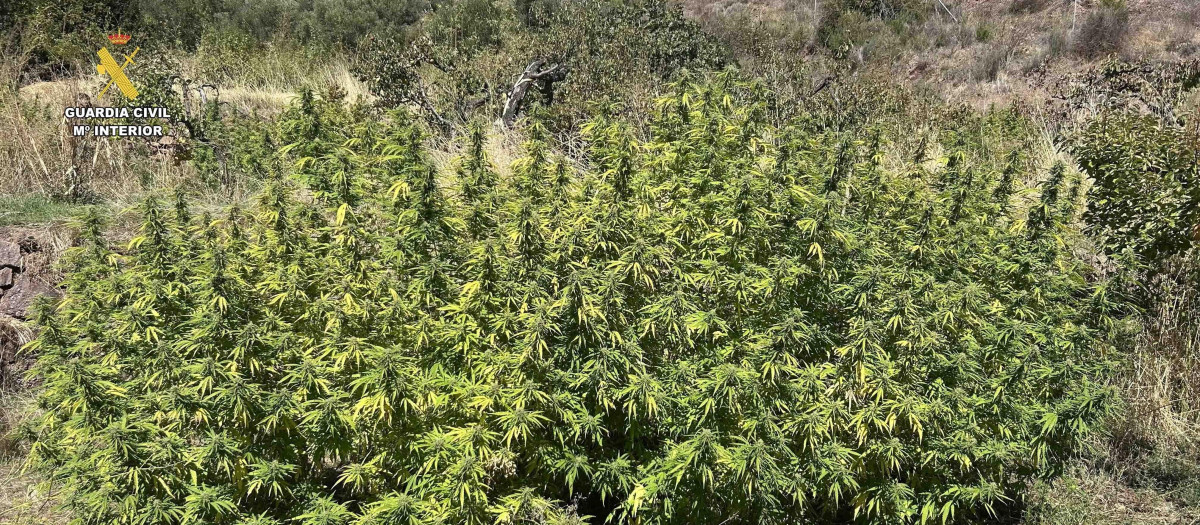 (Foto de ARCHIVO)
Cultivo de marihuana en el valle del Jubera y el Leza

REMITIDA / HANDOUT por GUARDIA CIVIL DE LA RIOJA
Fotografía remitida a medios de comunicación exclusivamente para ilustrar la noticia a la que hace referencia la imagen, y citando la procedencia de la imagen en la firma
13/9/2026