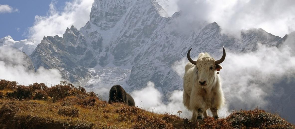 Yak en el Himalaya