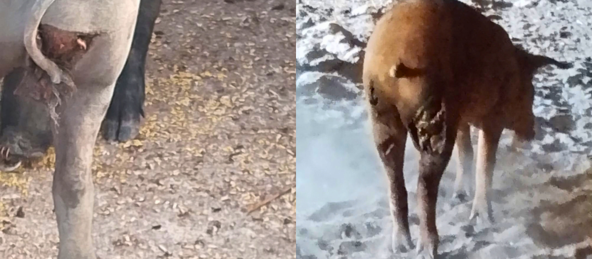 Imágenes cedidas por el ganadero afectado por el nuevo ataque de lobo a su montanera