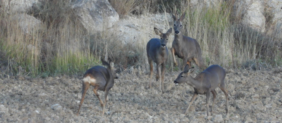 Corzos en el campo
