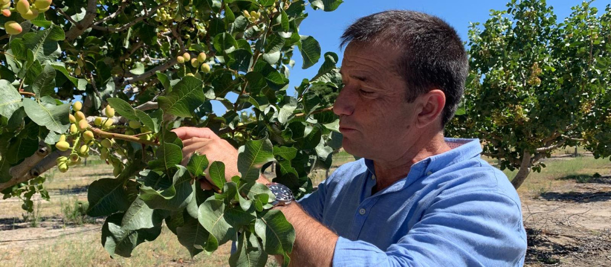 Alfredo Pérez, gerente de Pistacyl