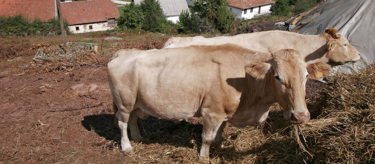 Vacas en primer plano comiendo paja.