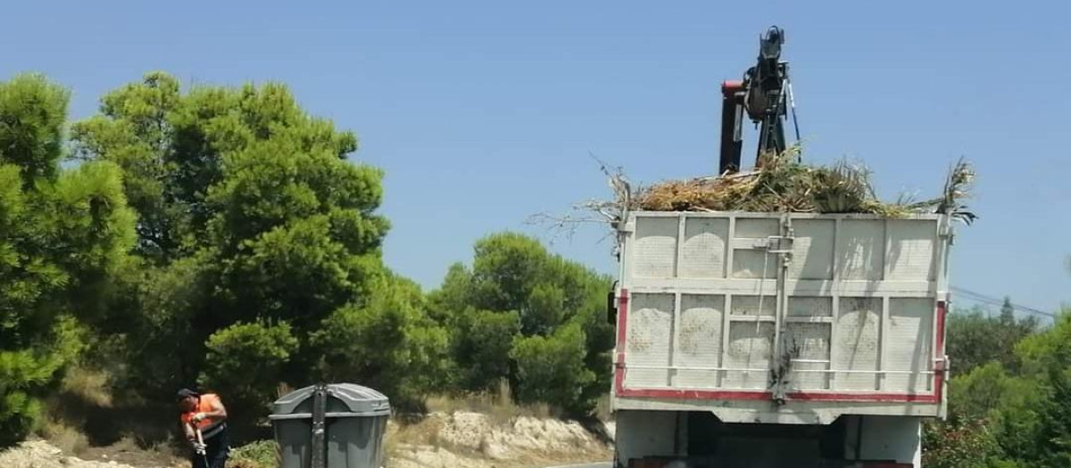 Imagen de trabajos de recogida de podas en partidas rurales de Alicante