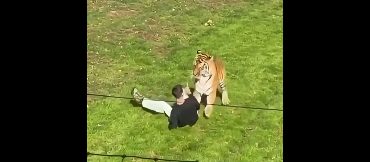 Momento en el que el hombre se cuela en el reciento del animal
