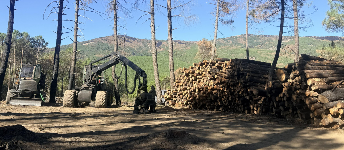 Retirada de pinos quemados en Burgohondo, Ávila