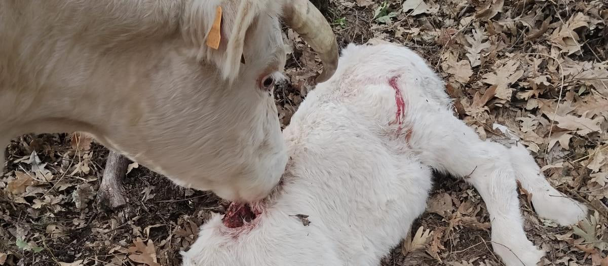 Ataque de lobo a un ternero en San Bartolomé de Pinares (Ávila)