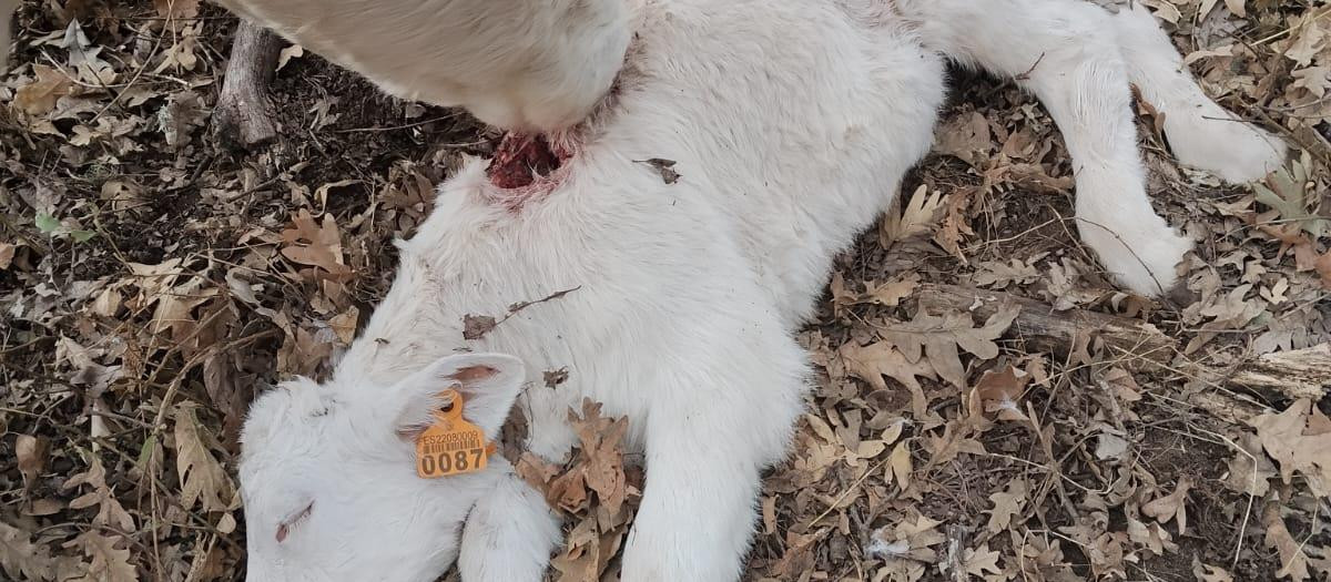Ataque del lobo en una explotación abulense este mismo fin de semana