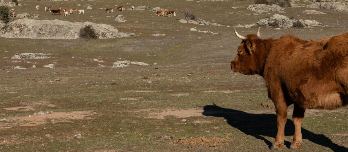 Varias vacas pastan en Colmenar Viejo, Madrid (España).