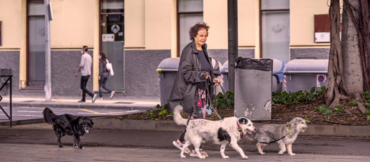 Una mujer, paseando varios perros