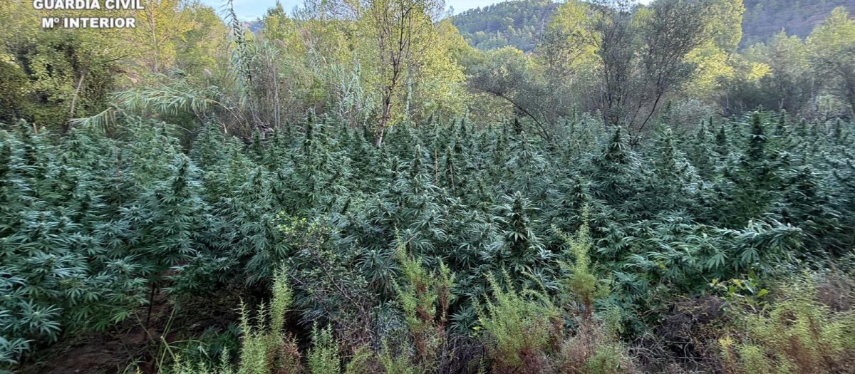 Imagen de la plantación de marihuana descubierta en Cirat (Castellón)