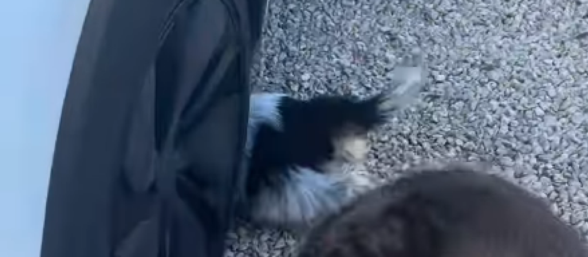 Los perros son los primeros en darse cuenta de la presencia de la rata