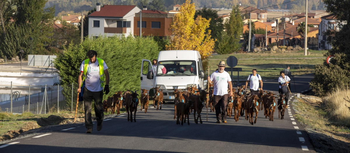 La trashumancia de 48 cabras guisandesas desde Bohoyo (Ávila) a Madrid