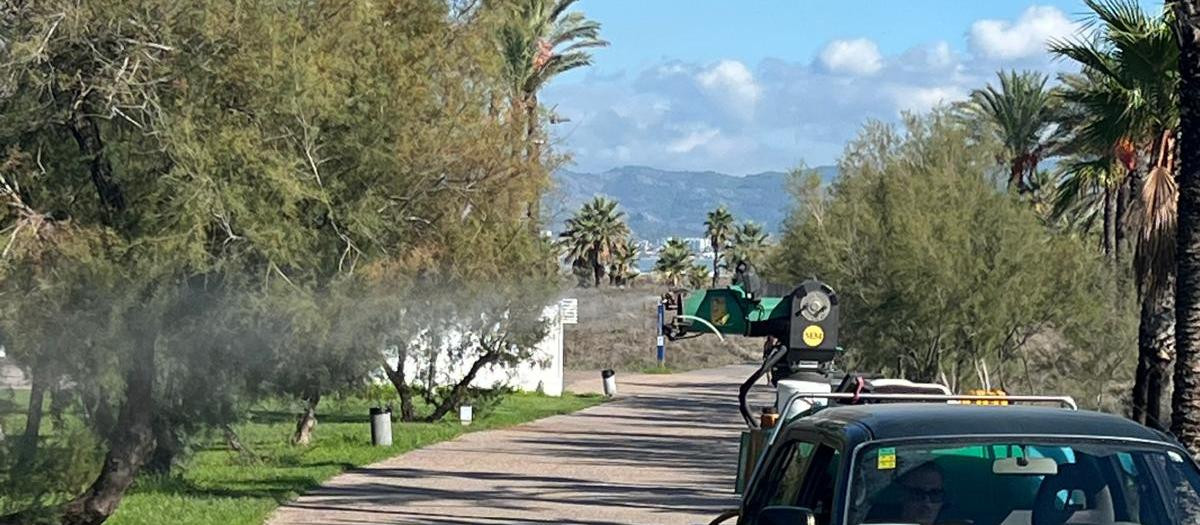 Trabajos de fumigación de mosquitos en Castellón