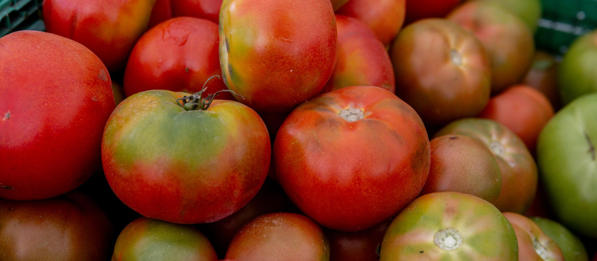Imagen de recurso de tomates