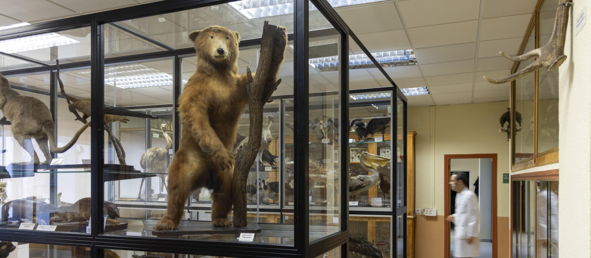 Museo de historia natural del IES Fray Luis de León en Salamanca