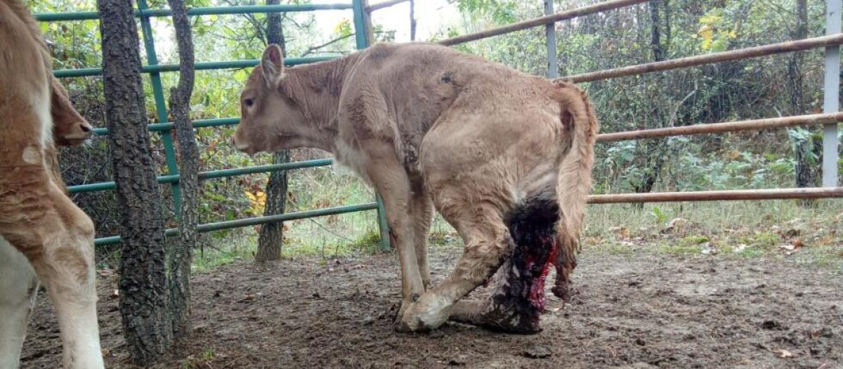 Un ternero destrozado a dentelladas por los lobos en Soria