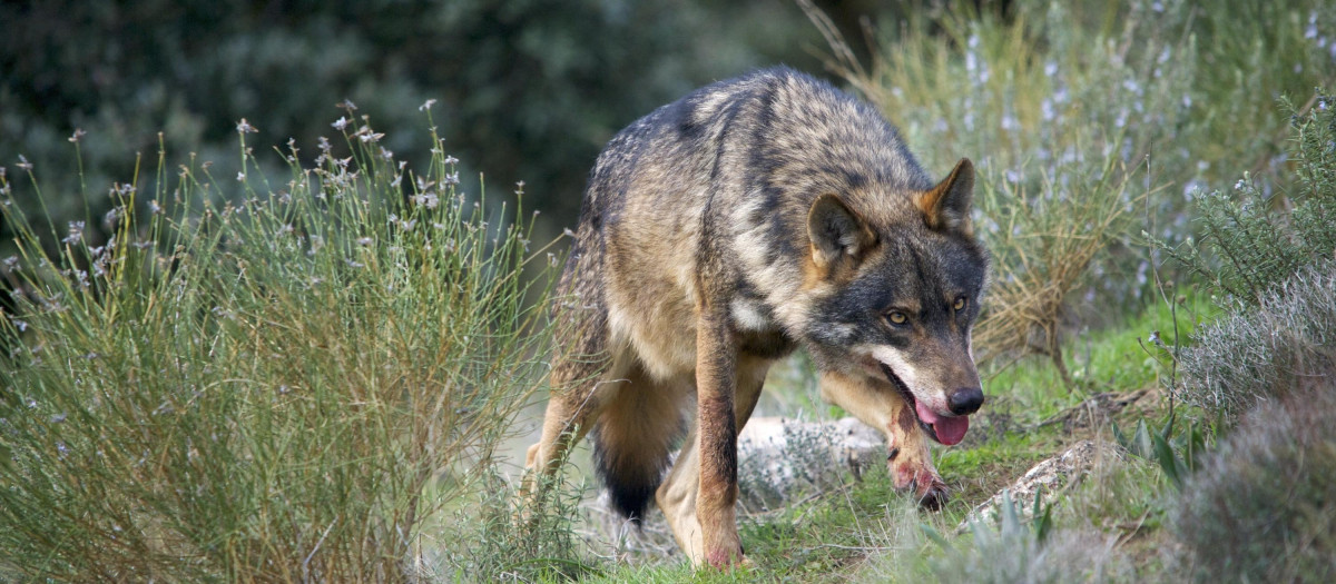 Lobo ibérico en España