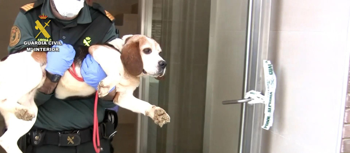 Un agente con uno de los perros rescatados del conocido como 'criadero de los horrores' de Melgar (Burgos)