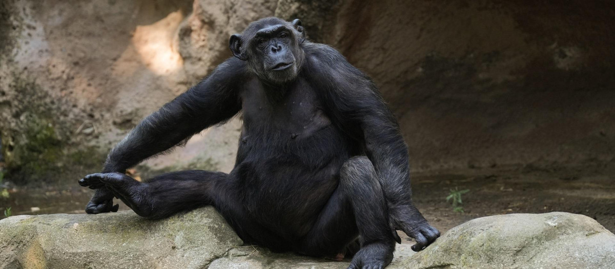 Un chimpancé en el Zoo de Barcelona