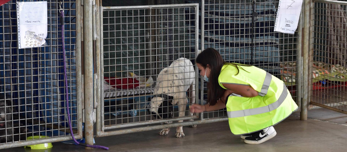 Una joven voluntaria acaricia a un perro rescatado de la zona afectada por la erupción del volcán de Cumbre Vieja