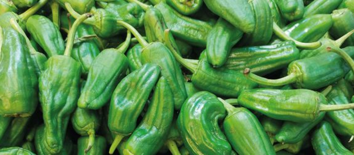Pimientos de padrón creados por los monjes de Hrbón