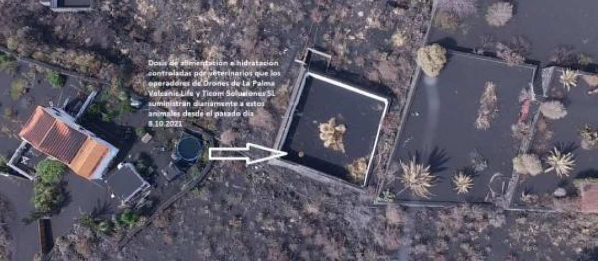 Un dron graba a dos perros atrapados por la lava del volcán Cumbre Vieja en La Palma